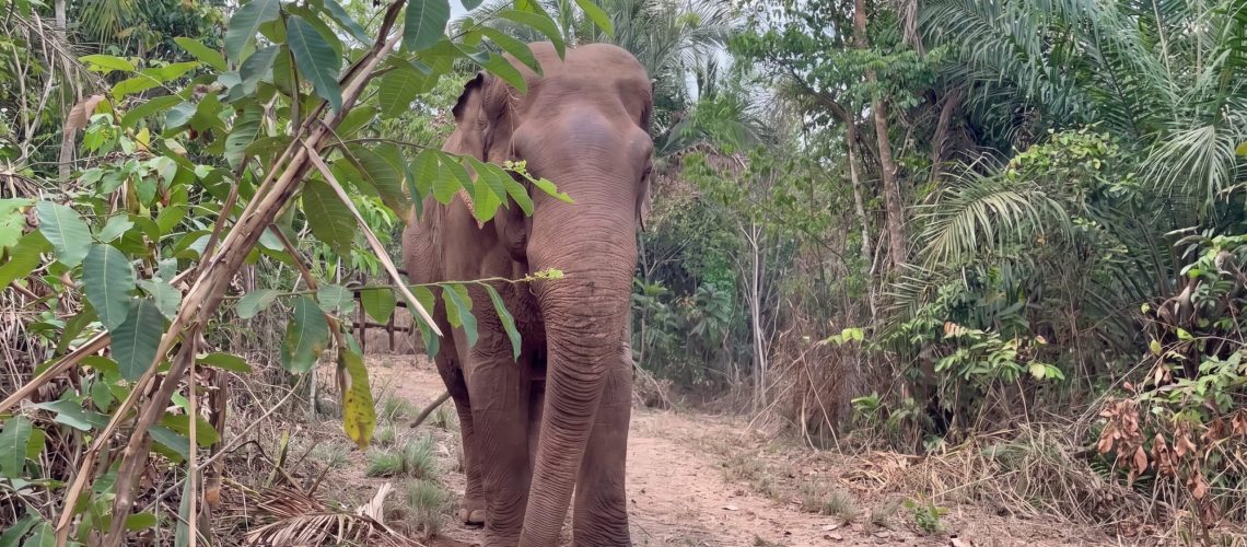 Sandro, un elefante rescatado que ha vivido cuatro décadas en un zoológico, viaja 1.600 kilómetros para iniciar una nueva vida en un santuario