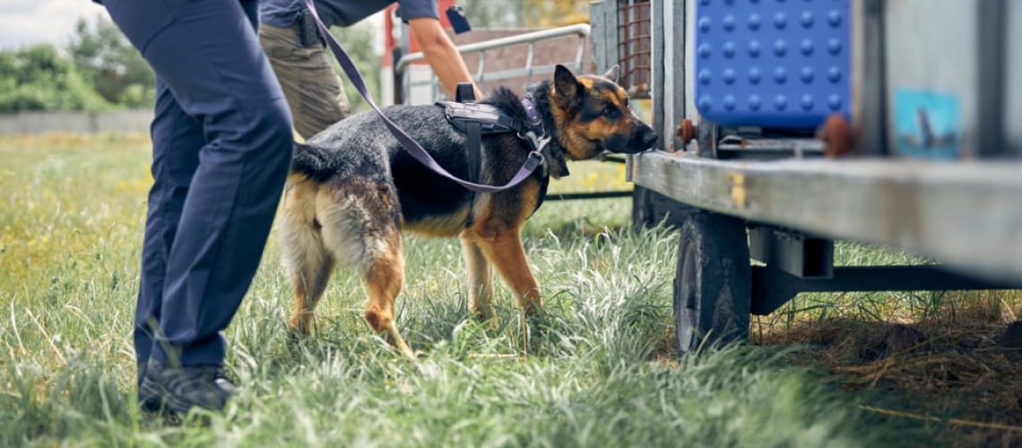 Perros detectores: la OMA fija estándares comunes para las aduanas del mundo