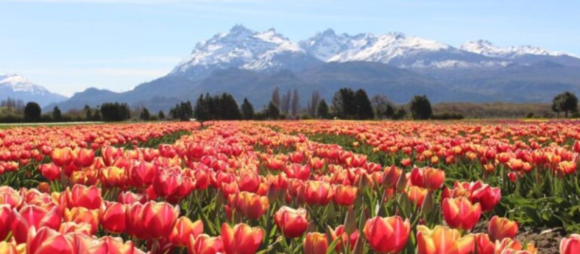 TULIPANES-PATAGONIA-TREVELIN-CHUBUT-ARGENTINA-800x445-1-768x427
